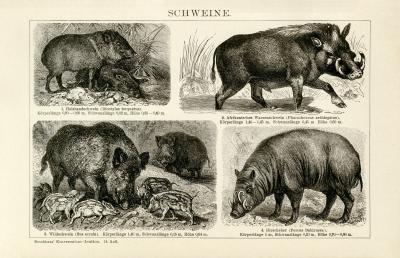 Schweine Holzstich 1891 Original der Zeit