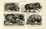 Schweine historische Bildtafel Holzstich ca. 1892