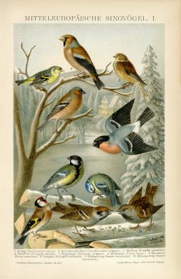 Mitteleuropäische Singvögel I. historische Bildtafel Chromolithographie ca. 1892