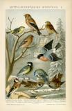 Mitteleuropäische Singvögel I. historische Bildtafel Chromolithographie ca. 1892
