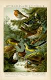 Mitteleuropäische Singvögel II. Chromolithographie 1892 Original der Zeit