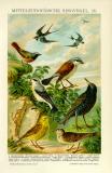 Mitteleuropäische Singvögel IV. Chromolithographie 1892 Original der Zeit