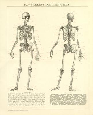 Skelett des Menschen Holzstich 1892 Original der Zeit