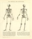Skelett des Menschen historische Bildtafel Holzstich ca. 1892