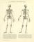 Skelett des Menschen historische Bildtafel Holzstich ca. 1892