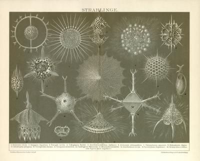 Strahlinge Chromolithographie 1891 Original der Zeit