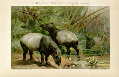 Schabrackentapir tapirus indicus historische Bildtafel Chromolithographie ca. 1892