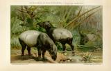 Schabrackentapir tapirus indicus historische Bildtafel...