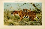 Königstiger Felis tigris historische Bildtafel Chromolithographie ca. 1892