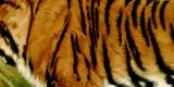 Königstiger Felis tigris historische Bildtafel Chromolithographie ca. 1892