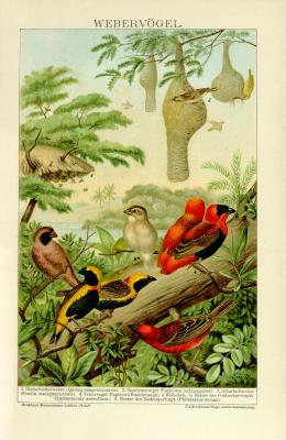 Webervögel Chromolithographie 1891 Original der Zeit