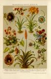 Warmhauspflanzen historische Bildtafel Chromolithographie ca. 1892