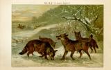 Wolf (Canis Lupus) historische Bildtafel Chromolithographie ca. 1892