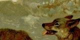 Wolf (Canis Lupus) historische Bildtafel...
