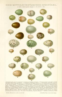 Eier Mitteleuropäischer Singvögel historische Bildtafel Chromolithographie ca. 1892
