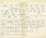 Habsburger Genealogie Tafel I.-II. Buchdruck 1897 Original der Zeit