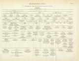 Hohenzollern Genealogie Tafel I.-II. Tafel Buchdruck ca. 1892