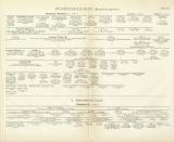 Hohenzollern Genealogie Tafel III. - IV. historische Bildtafel Holzstich ca. 1898
