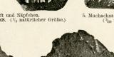 Meteorsteine historische Bildtafel Autotypie ca. 1892
