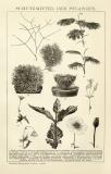 Schutzmittel der Pflanzen historische Bildtafel Holzstich ca. 1892