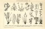 Futterpflanzen II. Stich ca. 1891 historische Bildtafel...