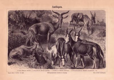 Antilopen Holzstich 1885 Original der Zeit
