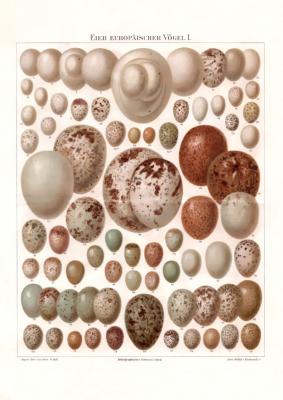 Eier europäischer Vögel I. Chromolithographie 1886 Original der Zeit
