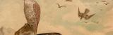 Raubvögel Chromolithographie 1889 Original der Zeit