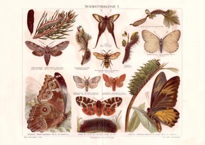 Schmetterlinge I. Chromolithographie 1889 Original der Zeit