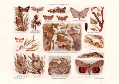 Schmetterlinge II. Chromolithographie 1889 Original der Zeit