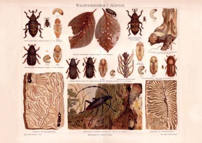 Waldverderber Käfer Chromolithographie 1890 Original der Zeit