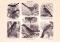 Sperlingsvögel I. Holzstich 1889 Original der Zeit