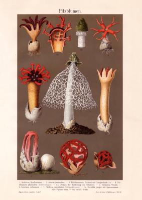 Pilzblumen Chromolithographie 1898 Original der Zeit