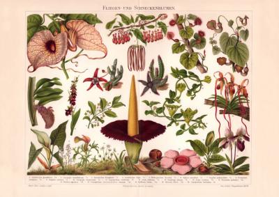 Fliegenblumen Schneckenblumen Chromolithographie 1899 Original der Zeit