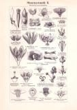 Pflanzensystematik I. - II. Holzstich 1899 Original der Zeit