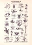 Pflanzensystematik III. - IV. Holzstich 1899 Original der...