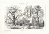 Laubbäume im Winter I. - II. historischer Druck...