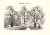 Laubb&auml;ume im Winter I. - II. historischer Druck Autotypie ca. 1902
