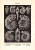 Ammoniten historischer Druck Autotypie ca. 1902