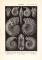 Ammoniten historischer Druck Autotypie ca. 1902