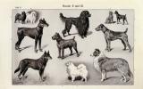Hunde I. - II. historischer Druck Autotypie ca. 1905