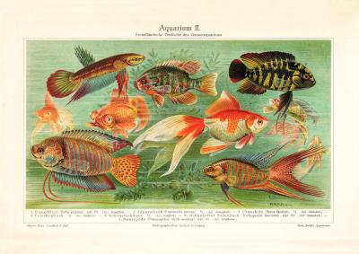 Aquarium II. Zimmeraquarium historischer Druck Chromolithographie ca. 1902