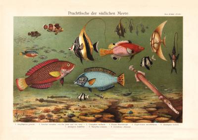 Prachtfische der südlichen Meere historischer Druck Chromolithographie ca. 1904