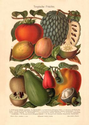 Tropische Früchte historischer Druck Chromolithographie ca. 1904