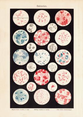 Bakterien historischer Druck Chromolithographie ca. 1902