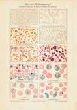 Blut und Blutbewegung I. historischer Druck Chromolithographie ca. 1903