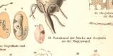 Hämosporidien historischer Druck Chromolithographie ca. 1904