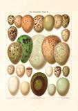 Eier europäischer Vögel II. historischer Druck Chromolithographie ca. 1903
