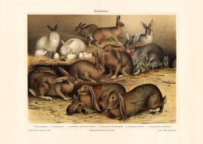 Kaninchen historischer Druck Chromolithographie ca. 1905