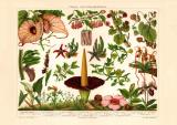 Fliegen- und Schneckenblumen historischer Druck Chromolithographie ca. 1904
